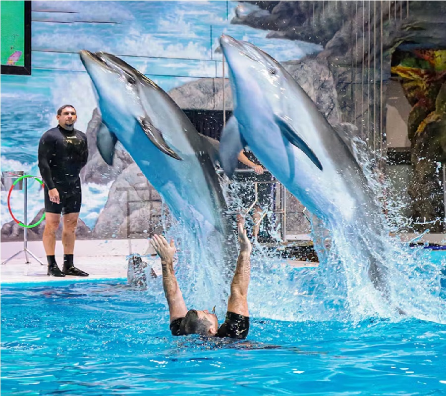 Dolphin Show